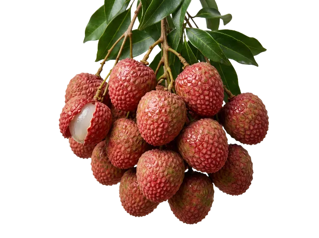 Fresh Lychee Fruit Cluster on Branch