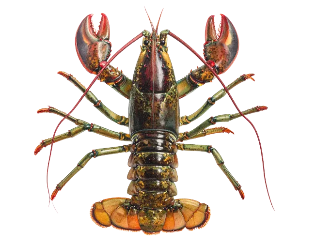 Fresh Maine Lobster Top View