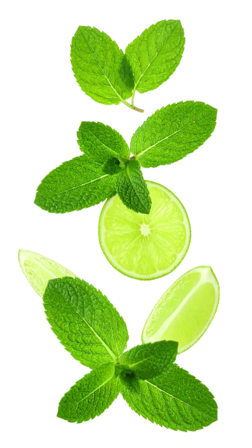 Fresh Mint Leaves and Lime Slices