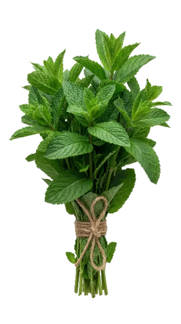 Fresh Mint Leaves Bouquet Tied with Twine