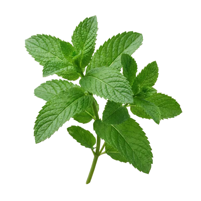 Fresh Mint Leaves Branch