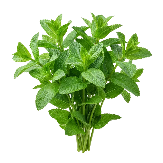 Fresh Mint Leaves Bunch
