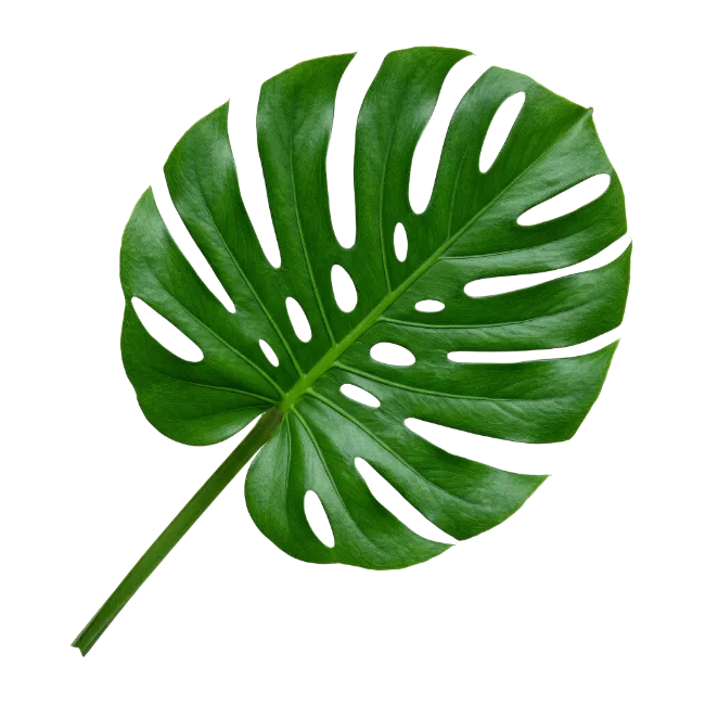 Fresh Monstera Leaf with Natural Green Color