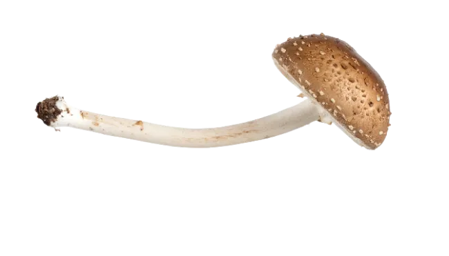 Fresh Mushroom Isolated On Transparent Background