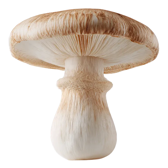 Fresh Mushroom Isolated on White Background