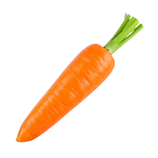 Fresh Orange Carrot with Green Tops