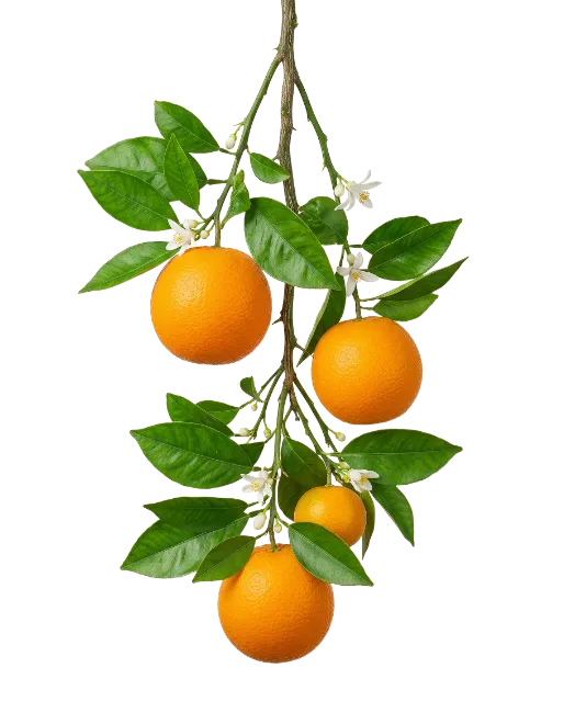 Fresh Orange Fruit Branch with Leaves and Blossoms