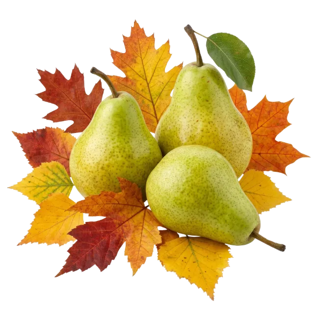 Fresh Pears with Autumn Leaves