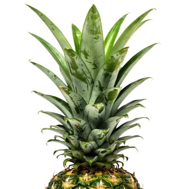 Fresh Pineapple Crown Leaves Close Up