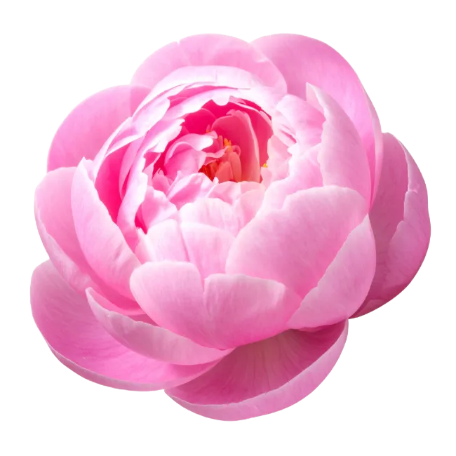 Fresh Pink Peony Flower Isolated