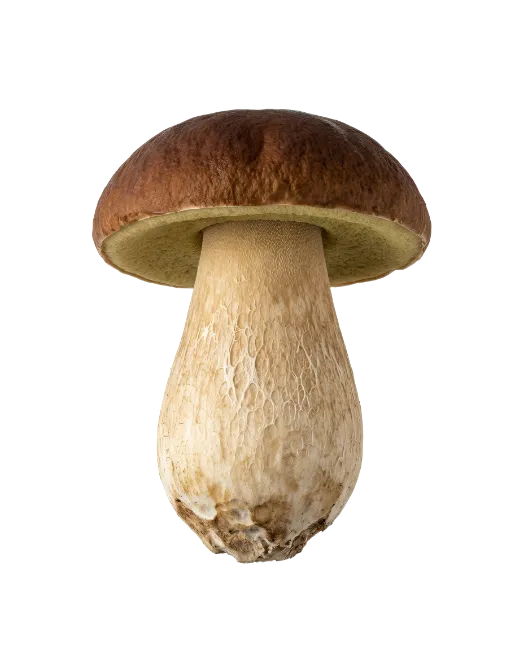 Fresh Porcini Mushroom Isolated