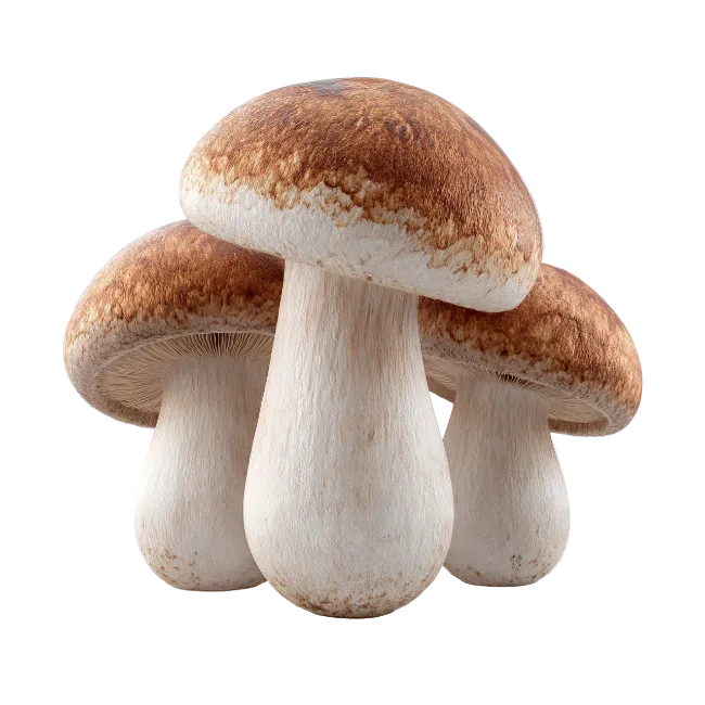Fresh Porcini Mushrooms Cluster