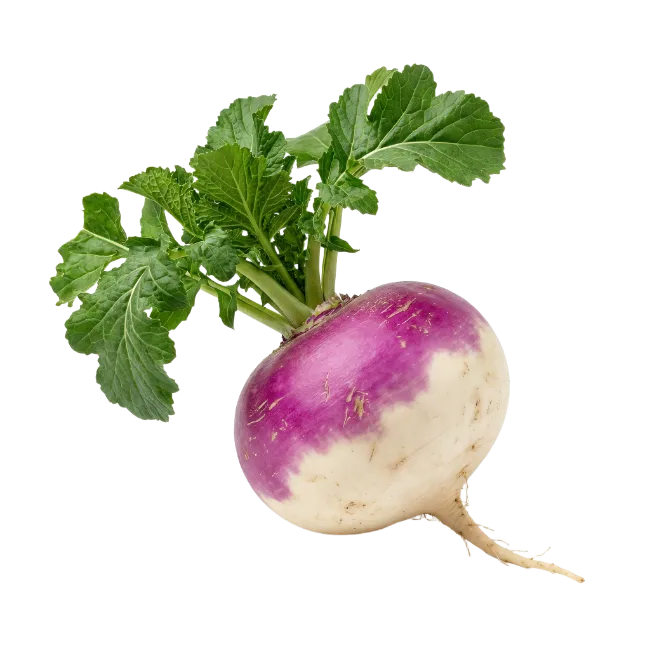 Fresh Purple and White Turnip with Green Leaves