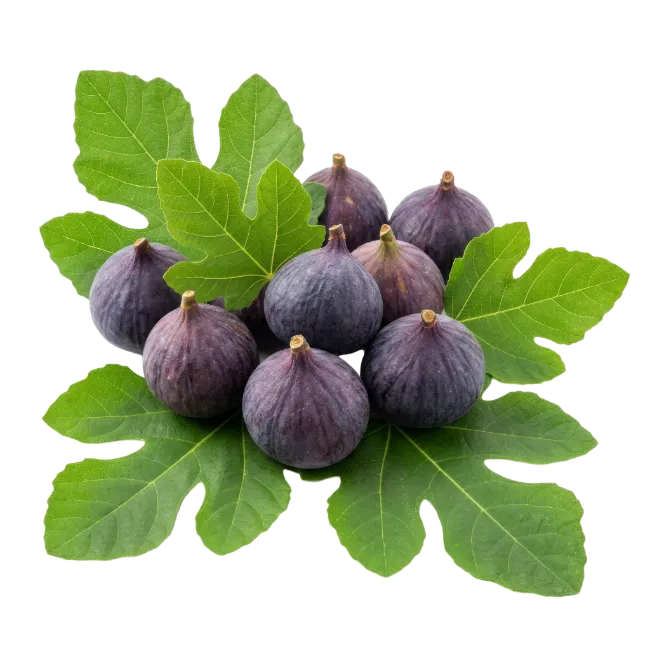 Fresh Purple Figs with Green Leaves