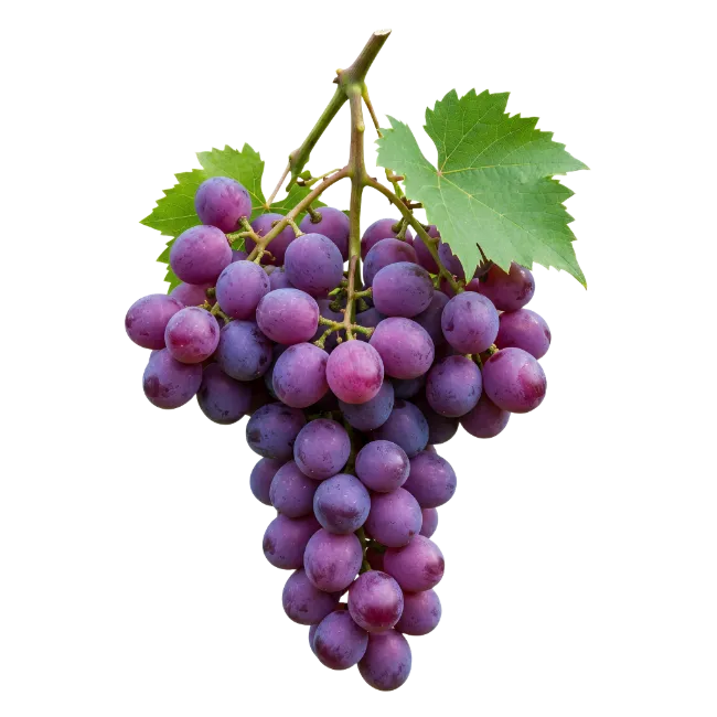 Fresh Purple Grapes Cluster