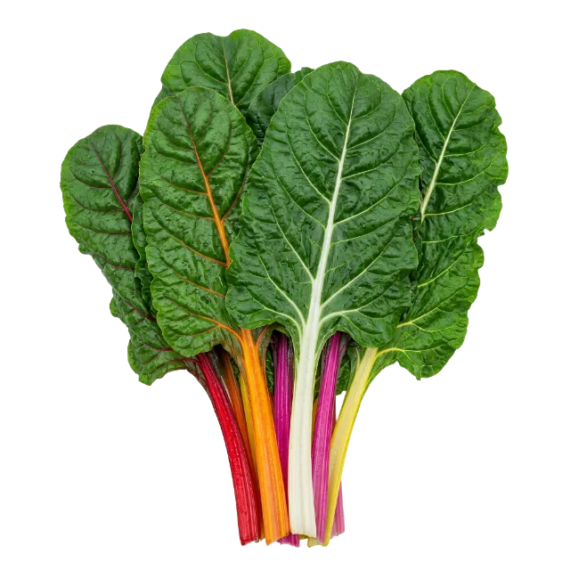 Fresh Rainbow Chard Bunch with Colorful Stems