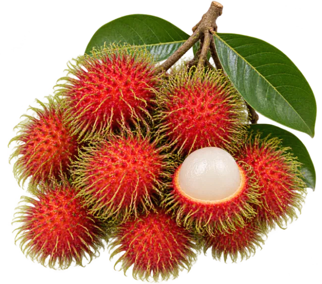 Fresh Rambutan Fruit Cluster With Green Leaves