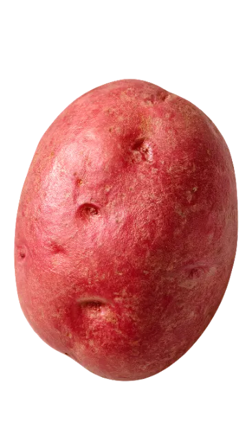 Fresh Raw Red Potato
