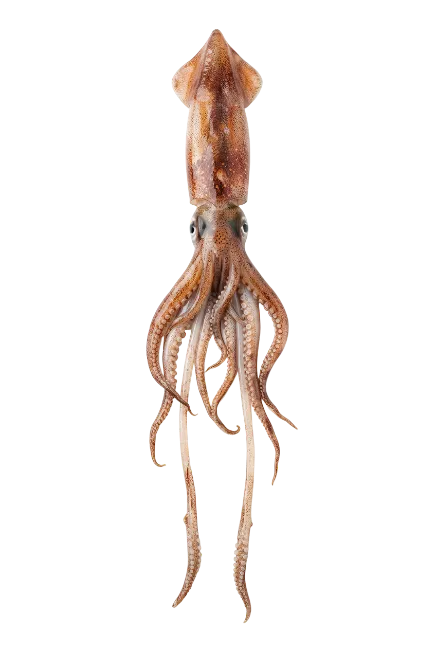 Fresh Raw Squid Seefood Top View