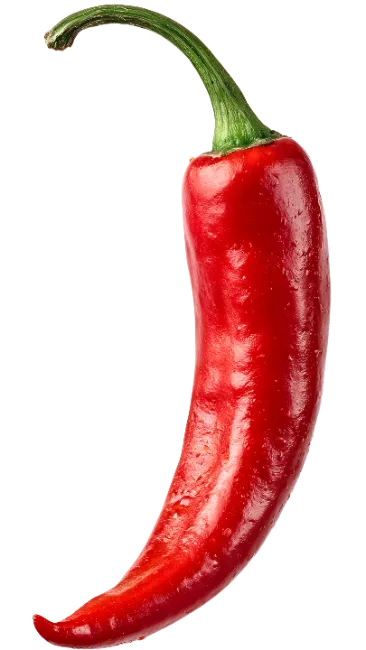 Fresh Red Chili Pepper Isolated