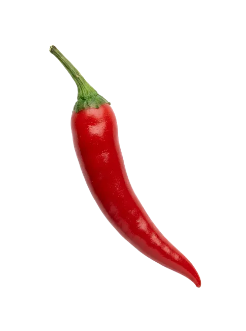 Fresh Red Chili Pepper Isolated on Black