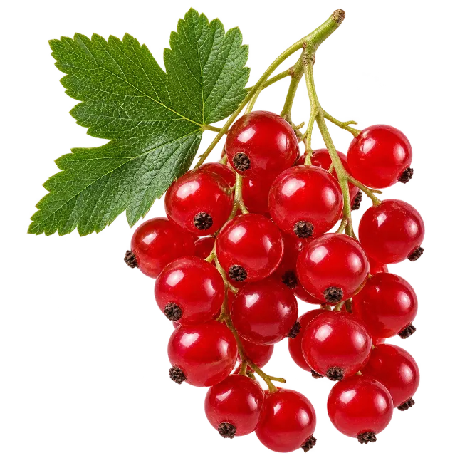 Fresh Red Currants Bunch with Green Leaf