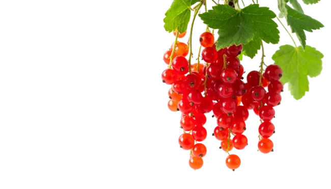 Fresh red currants with green leaves