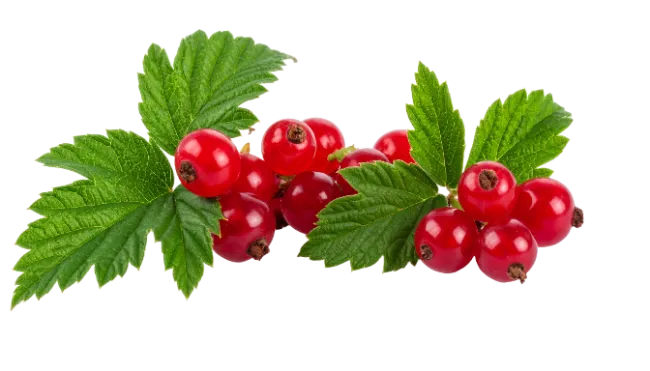Fresh Red Currants with Green Leaves
