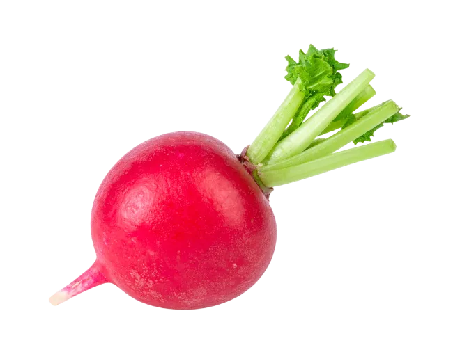 Fresh red radish with green leaves