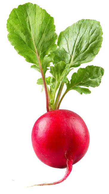 Fresh Red Radish with Green Leaves