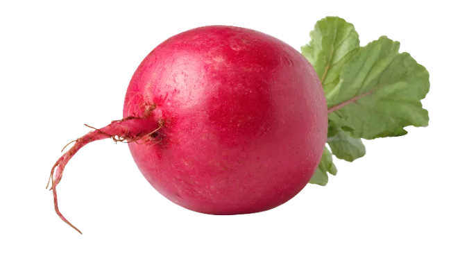 Fresh red radish with green leaves