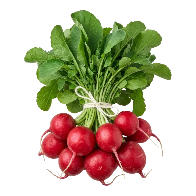 Fresh Red Radishes with Green Leaves