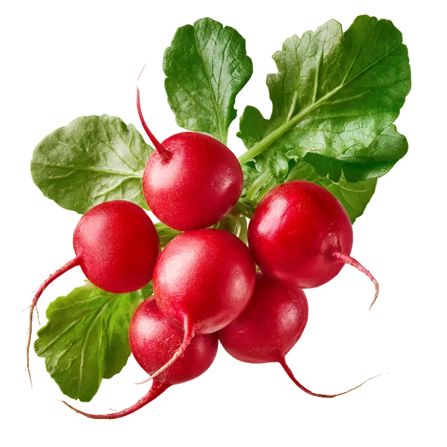 Fresh Red Radishes with Leaves