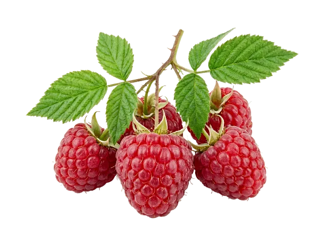Fresh Red Raspberries with Green Leaves