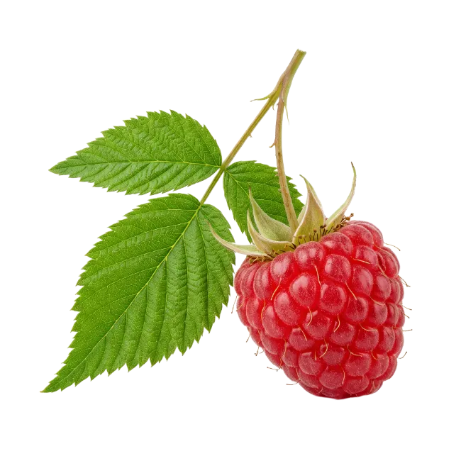 Fresh red raspberry on a stem with green leaves