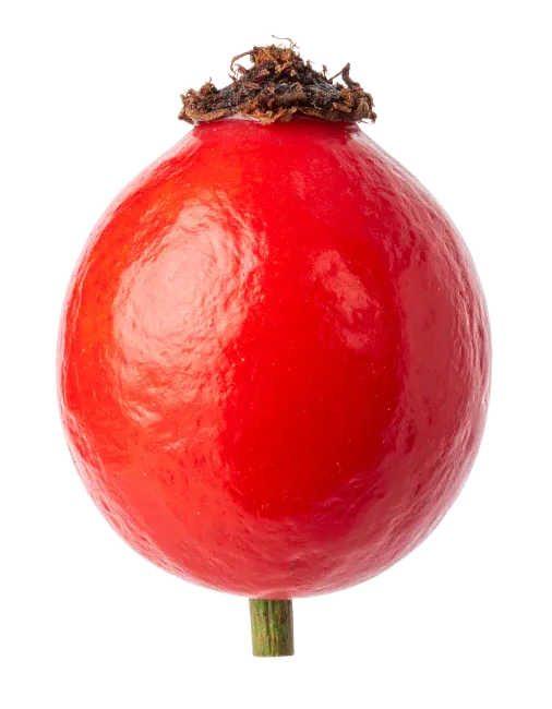 Fresh Red Rose Hip Berry