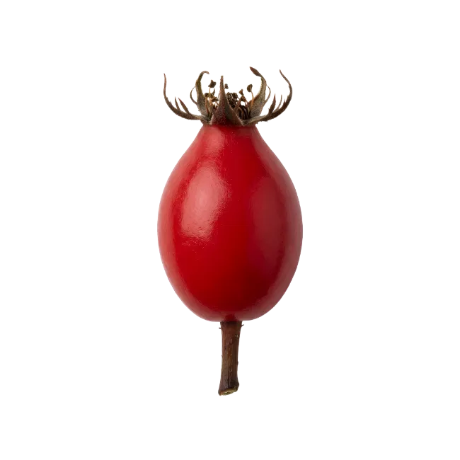 Fresh red rose hip fruit with stem