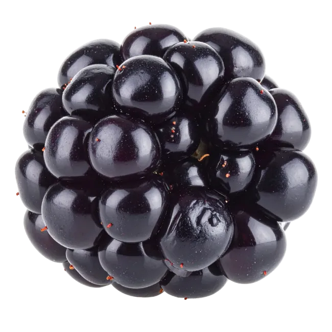 Fresh Ripe Blackberry Fruit Isolated