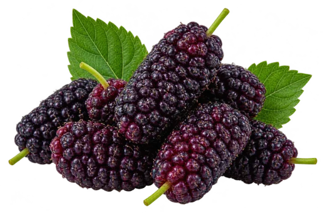 Fresh Ripe Mulberries with Green Leaves