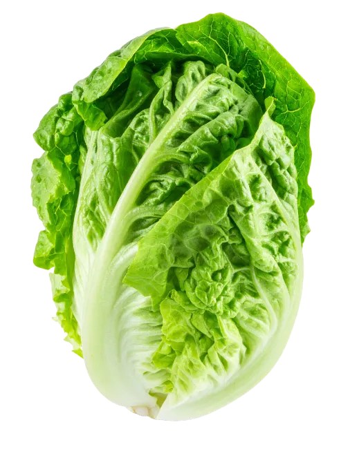 Fresh Romaine Lettuce Head Isolated