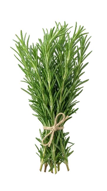 Fresh Rosemary Sprigs Tied Together