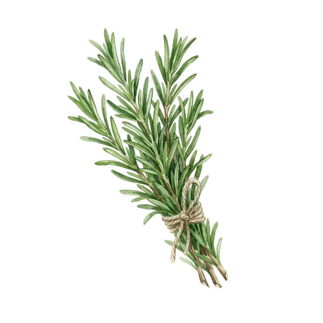 Fresh Rosemary Sprigs Tied with Twine