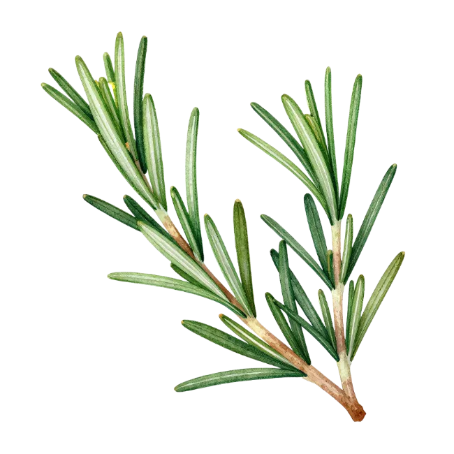 Fresh Rosemary Sprigs Watercolor Illustration