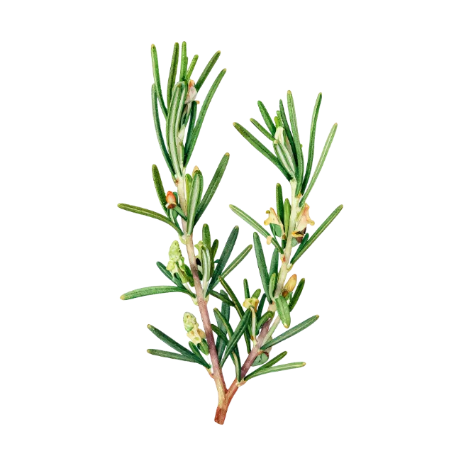 Fresh Rosemary Sprigs with Flowers