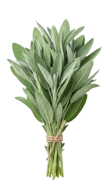 Fresh Sage Herb Bunch Isolated