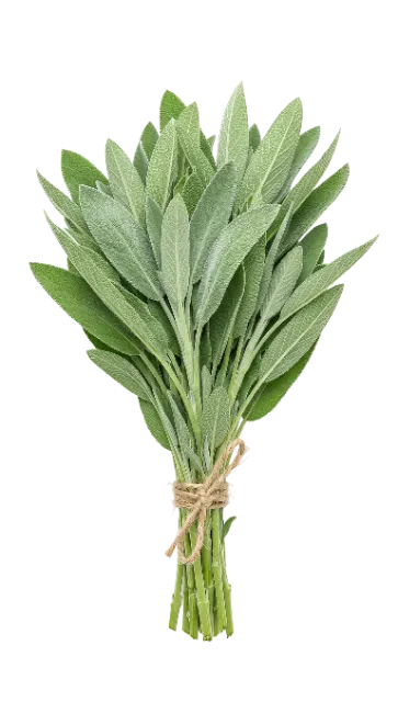 Fresh Sage Herb Bunch Isolated on Transparent Background