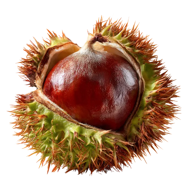 Fresh Sweet Chestnut Inside Spiky Bur