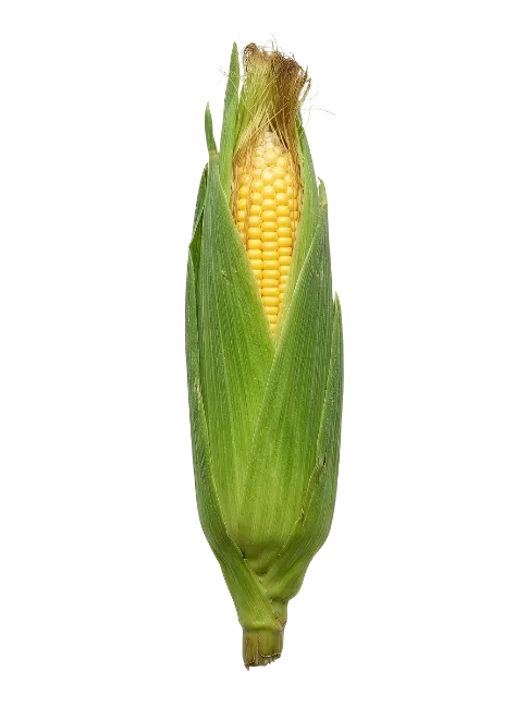 Fresh Sweet Corn Cob with Green Husks