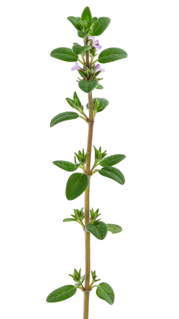 Fresh Thyme Sprig Herb