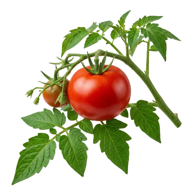 Fresh Tomato Vine with Ripe Fruit and Green Leaves